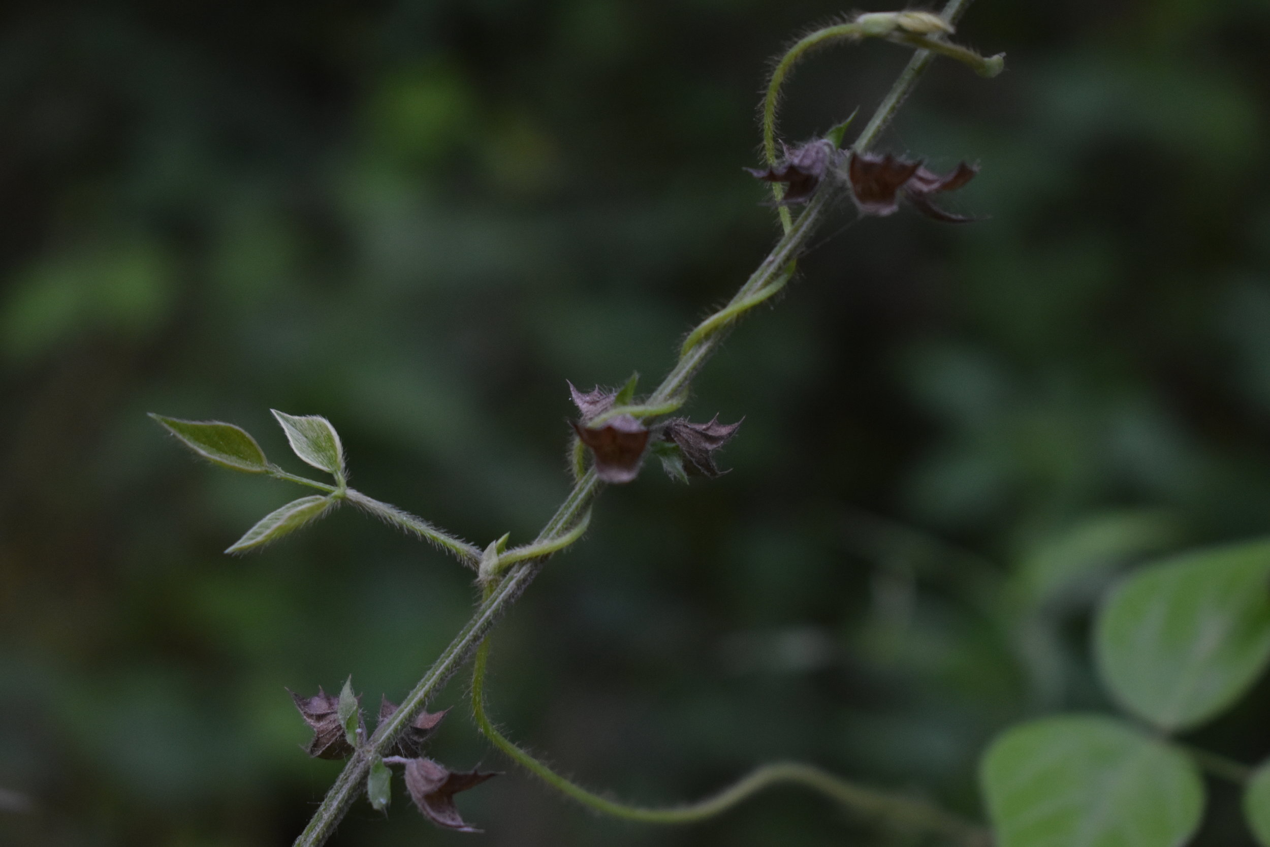 Expressing without Perception