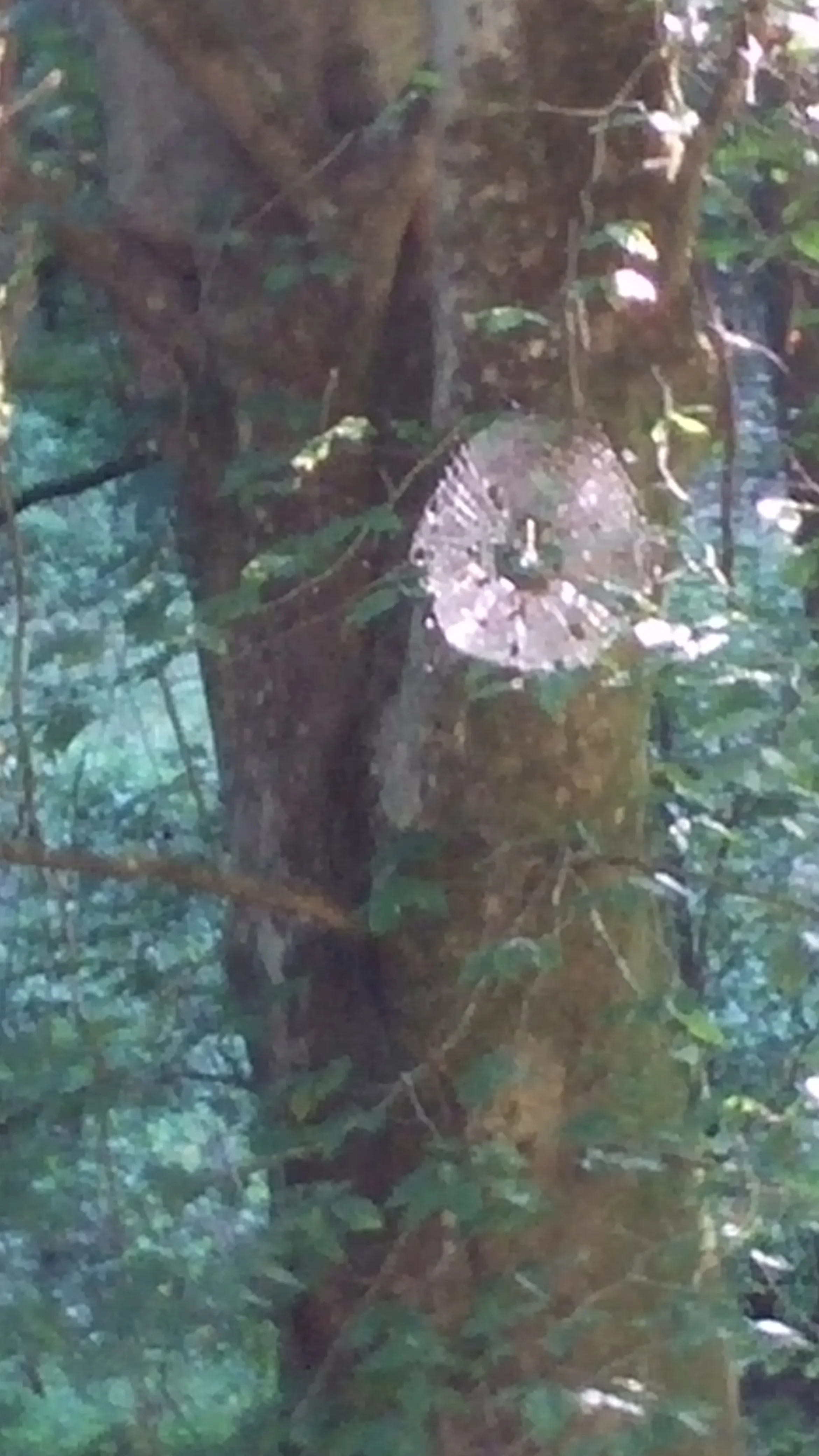 What makes the Will to live