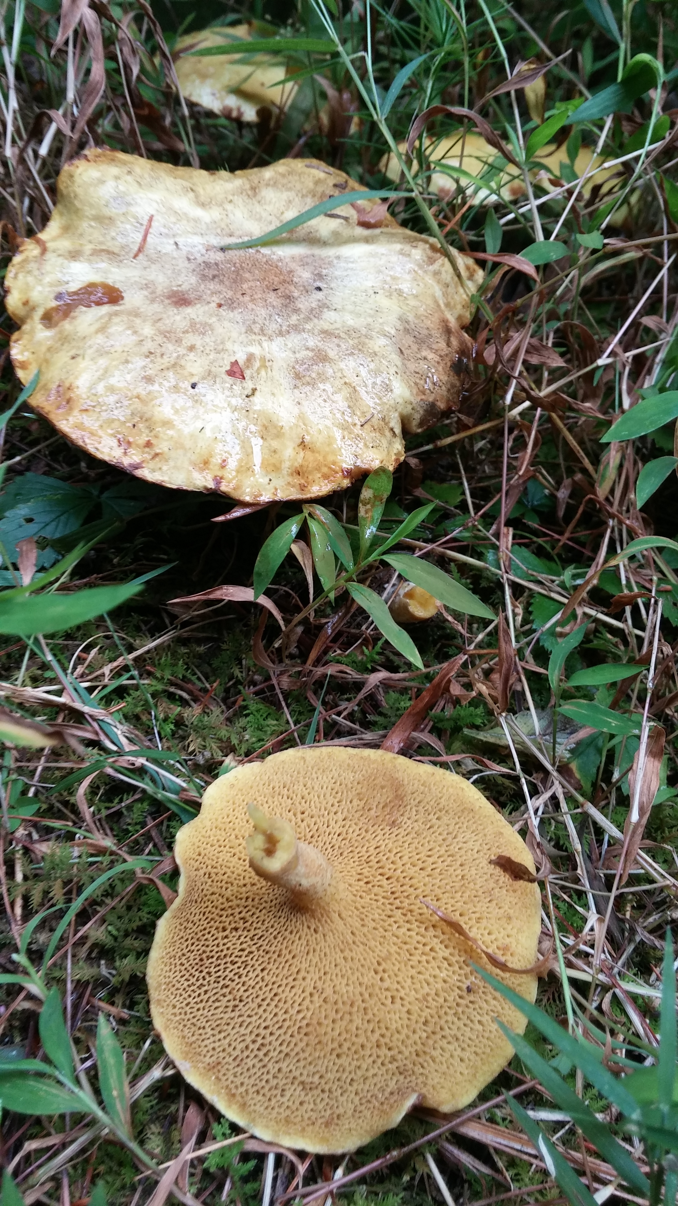 Know the Place for the First time