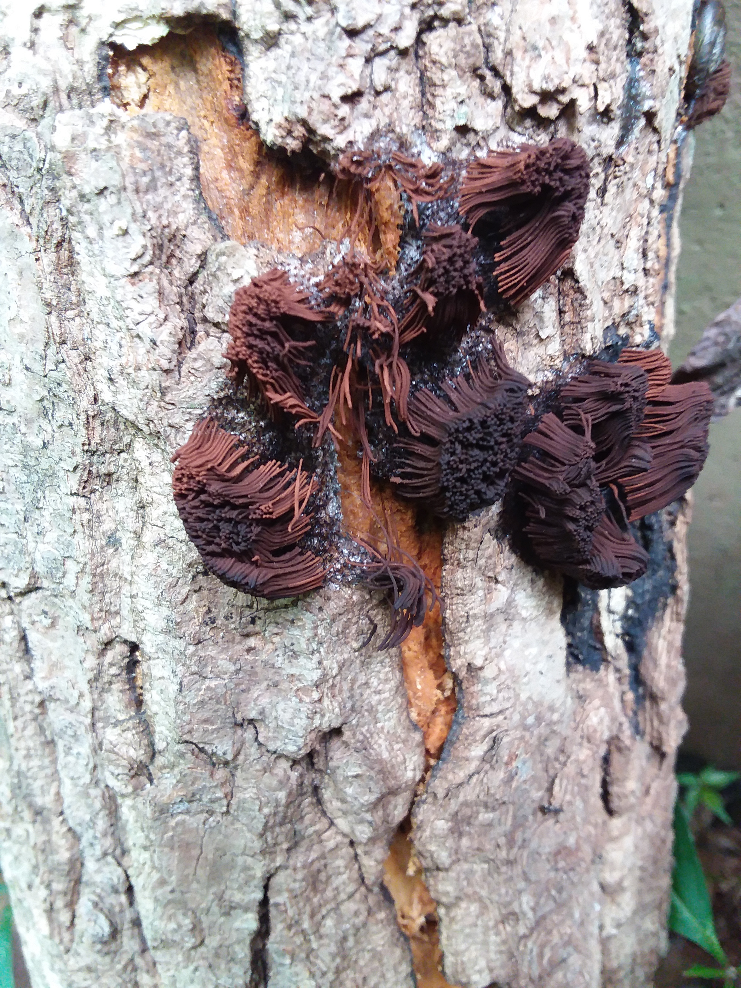 Internal Muscles/External Muscles