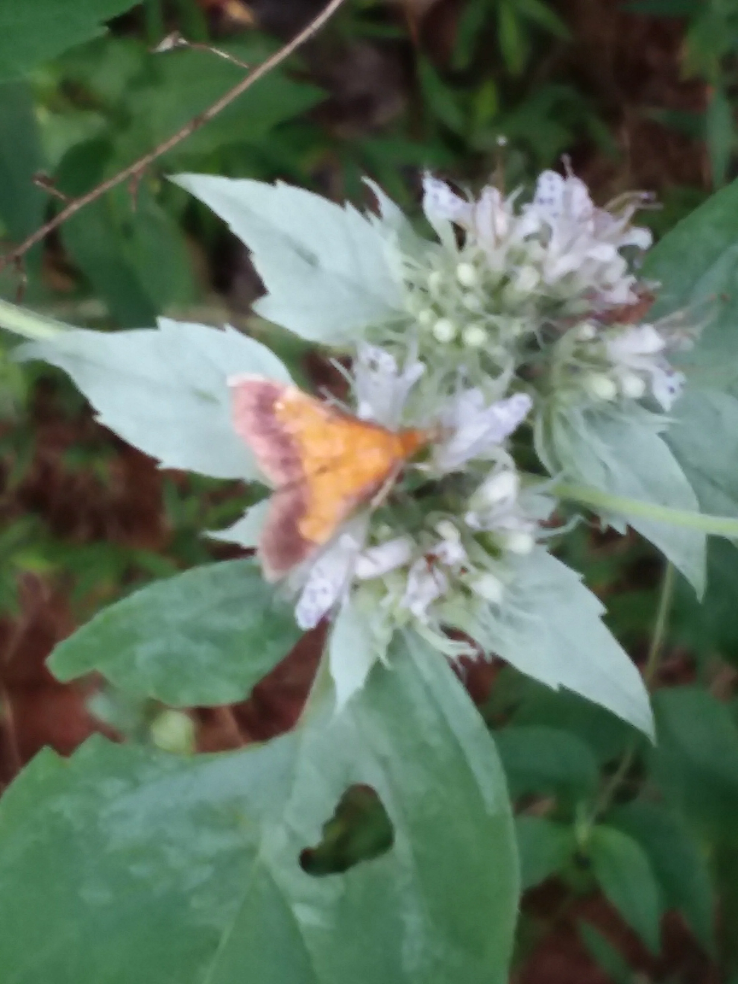 Bring out the Best Version