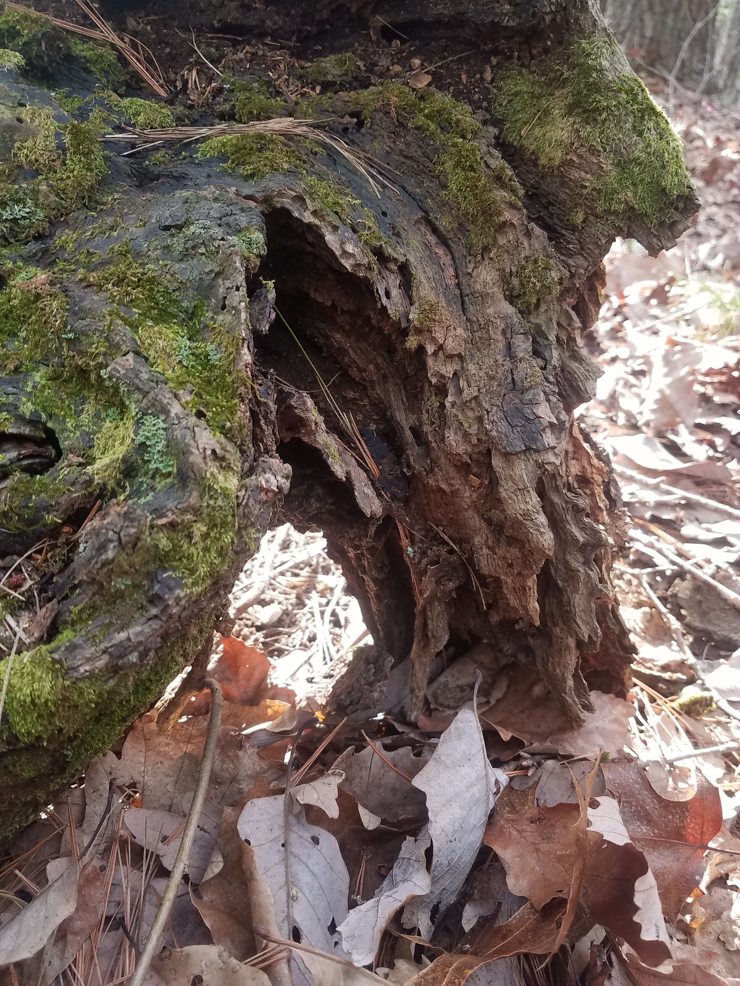 Healing of the Tissues