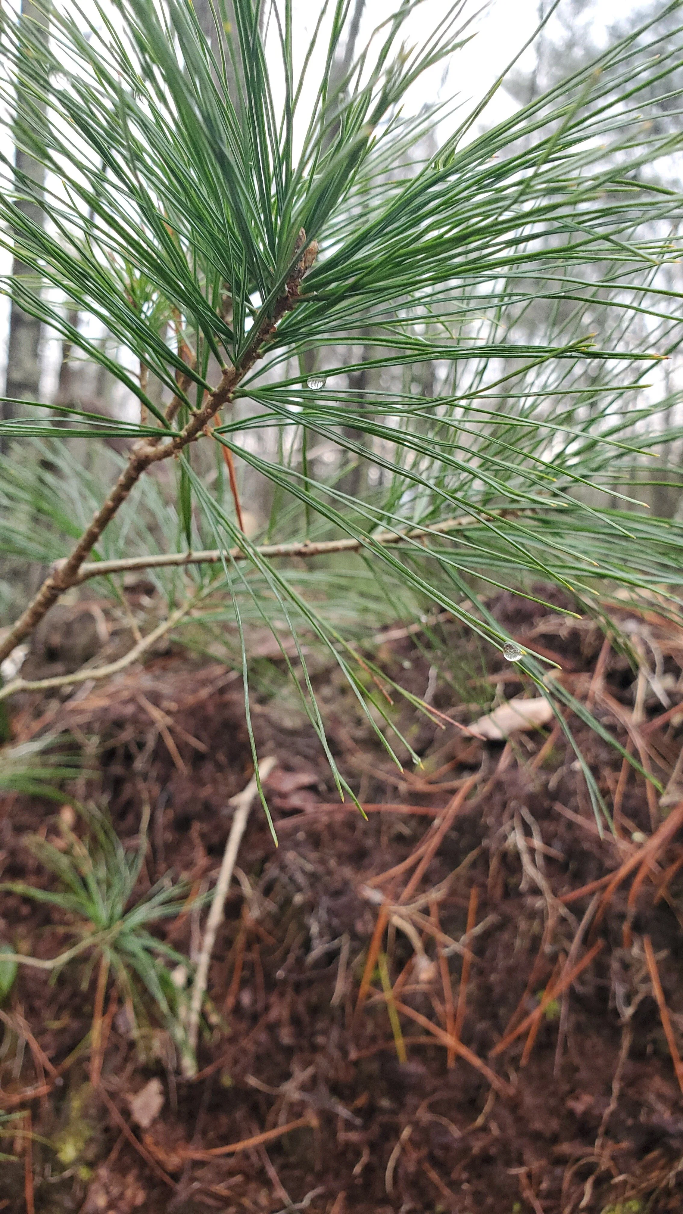 Say No to the Universe