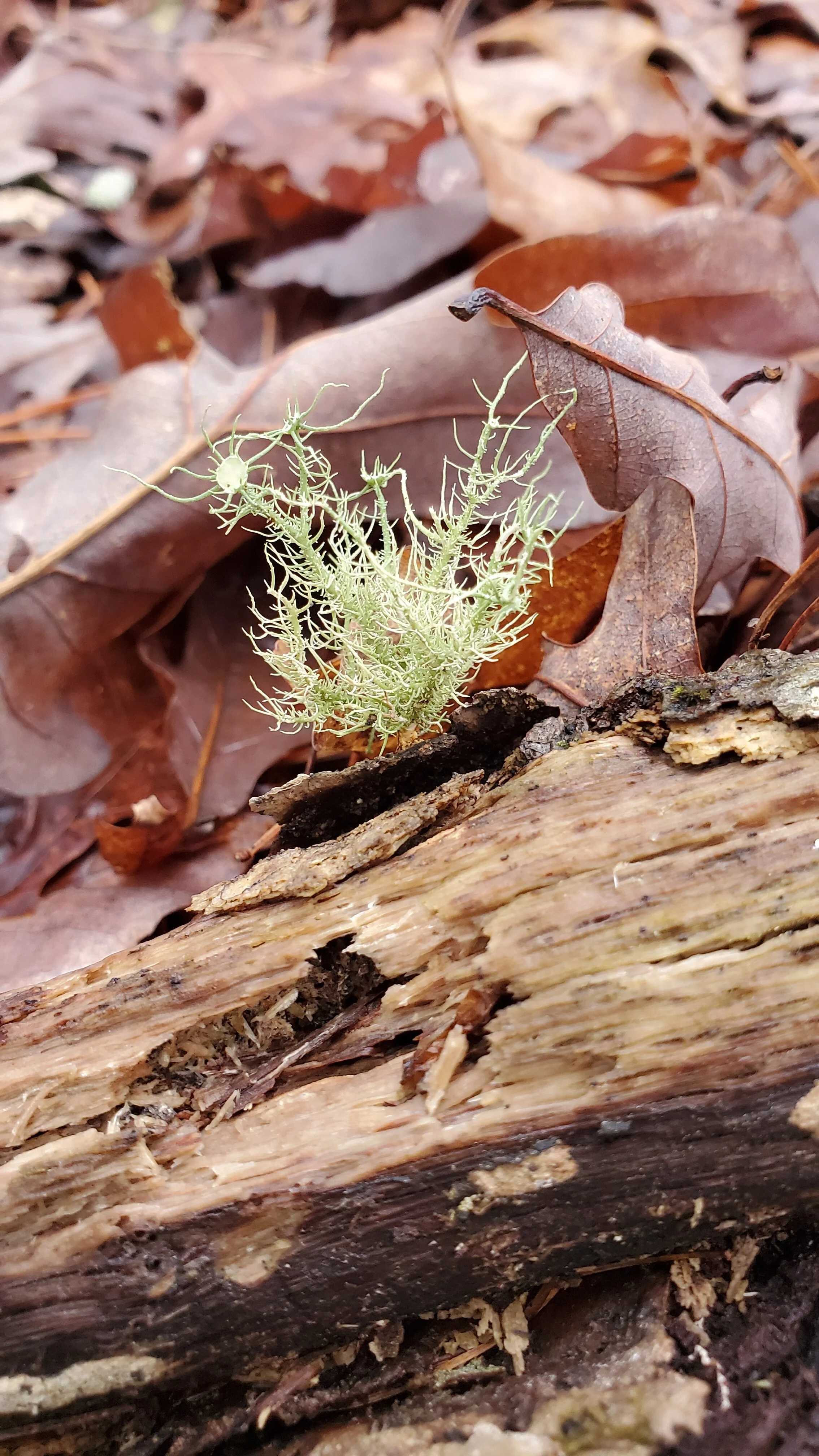 On the other side of Trying