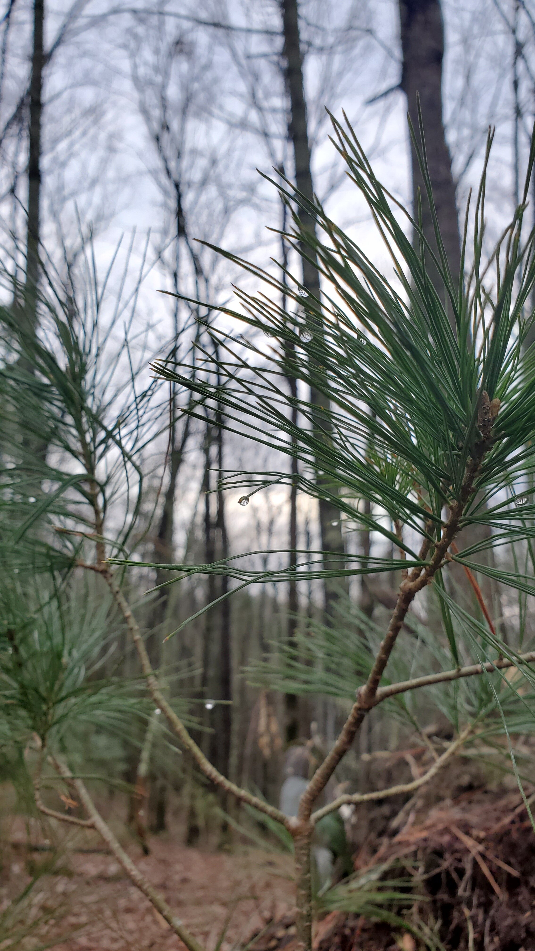 Old Souls and Young Souls