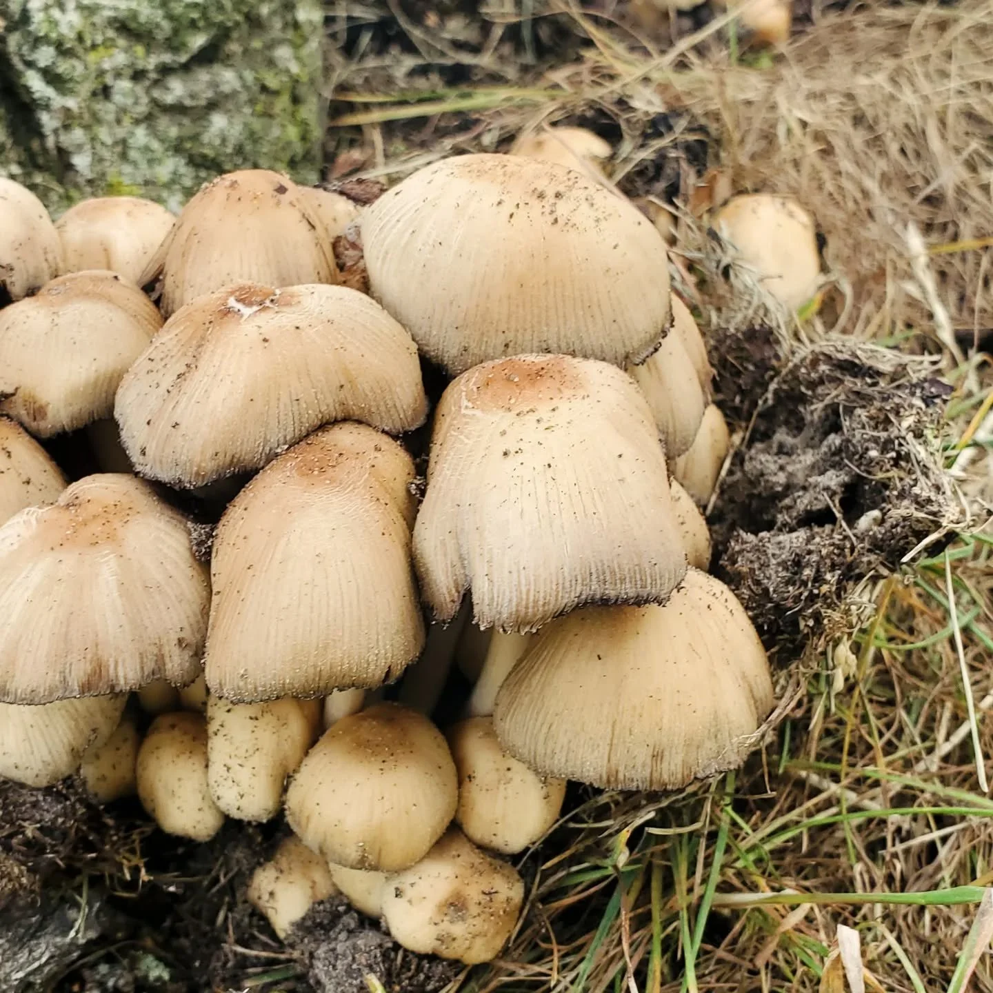 #coprinellusmicaceus 

This is a member of the ink cap family. This family is categorized by its process of quick sludgification. I've heard of hunters that dehydrate this mushroom and use it as a salt seasoning. I've personally made ink from members