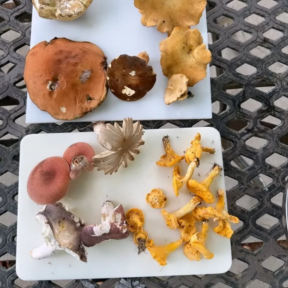 We get photos of #wildmushrooms like these almost every day from new #students across #michigan. They often present valuable learning experiences to these dedicated (or sometimes just lucky🤭) students within each chat. 

JOIN OUR OPEN GROUP HUNTS TH