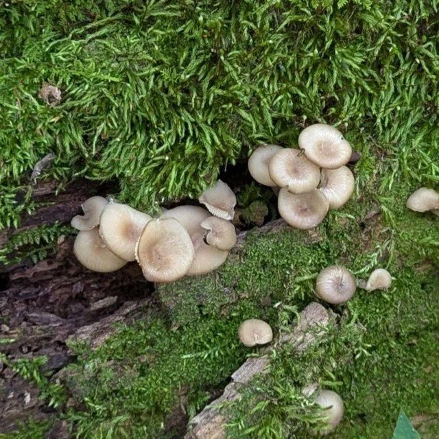 #august2024 Group Hunt

Last month we had a great, small group of new hunters join us in the Michigan woods to learn about #wildmushrooms. Would YOU like to learn about your native species of Fungi? Join us! We'll be posting dates for October and Nov