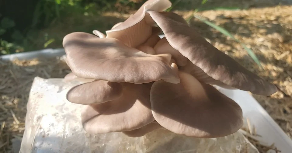See how we carefully observe her decurrent gills and clustered growth pattern? #verymindfulverydemure 

Would you like to find beautiful oyster mushrooms like these? Come join us at our open group hunt this Saturday, August 24th! See you in the woods