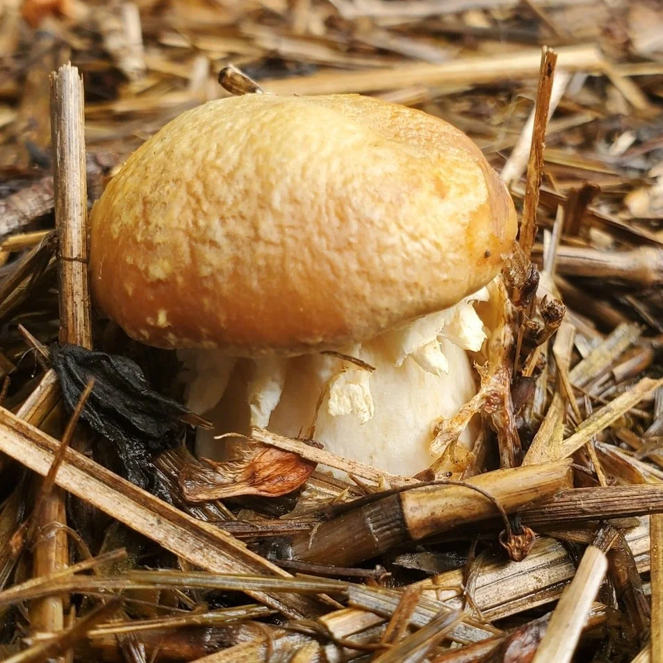 This year we've had awesome opportunities to teach mushroom cultivation. This is a wine cap (S. rugoso-anulata) bed made from straw and mushroom spawn. Layered together like a lasagna, and placed in a half storage tote, these mushrooms grew in our ba
