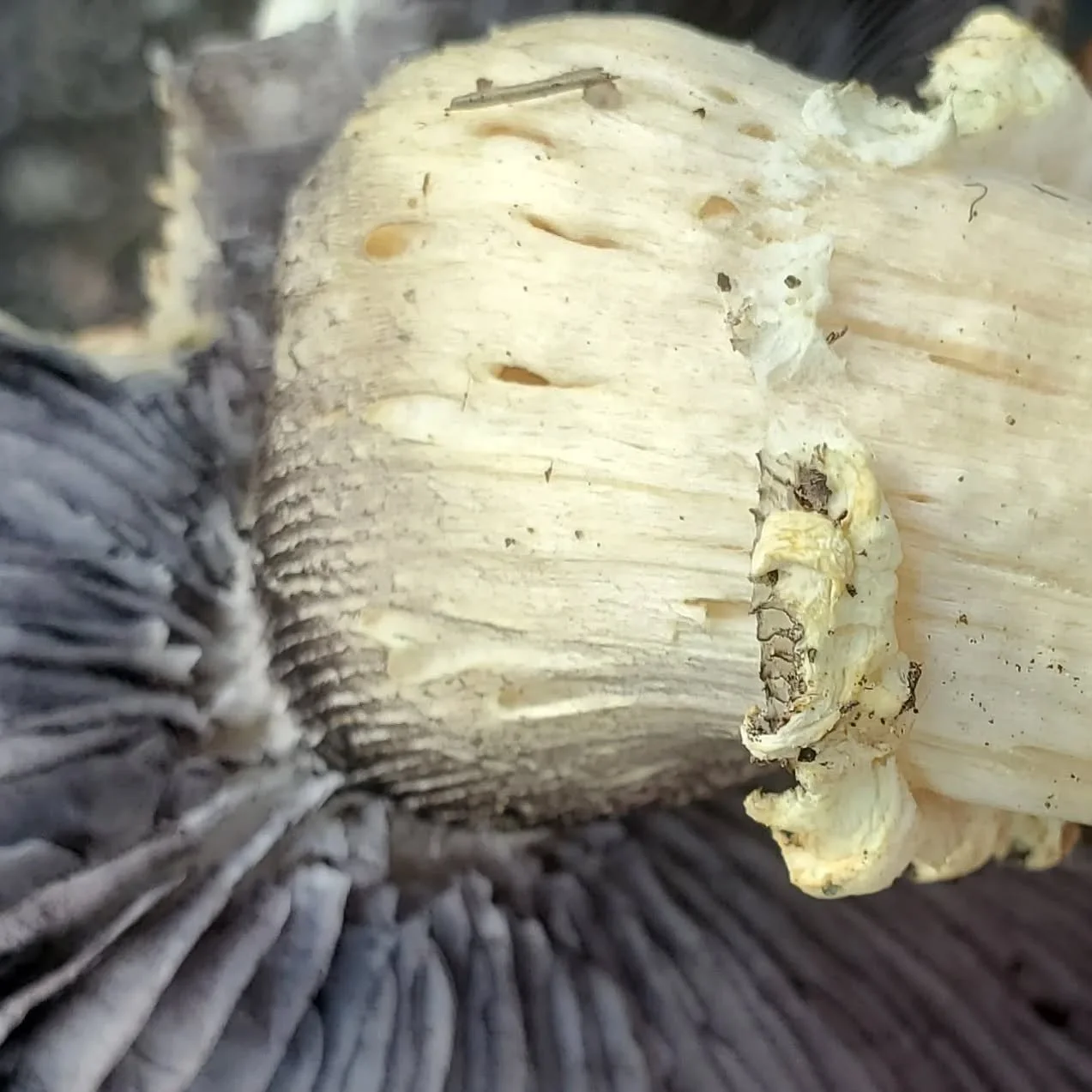 Her name is Rugoso. Rugoso-anulata, Miss #strophariarugosoannulata . An incredibly involved member of her community, she is mycorrhizal meaning she has unique connections with the other members of the community. Specifically, this lady has found a fo