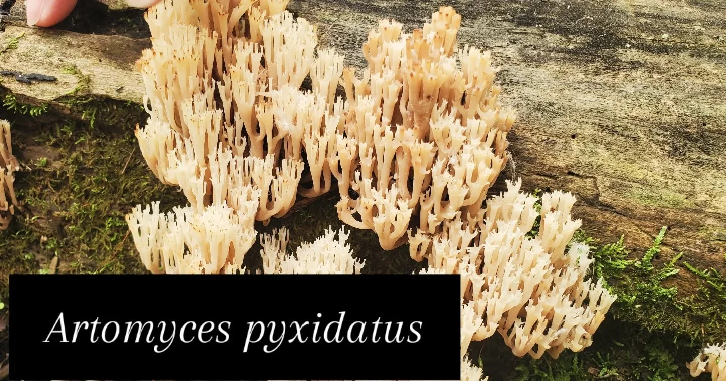 Hello fungal freaks,

Behold! The beautiful 😍 and delicious 😋 crown tipped coral mushroom. Always growing from wood and with a distinctive crown-like growth pattern. 

Now is the time to get out and hunt for this delicious late spring/early summer 