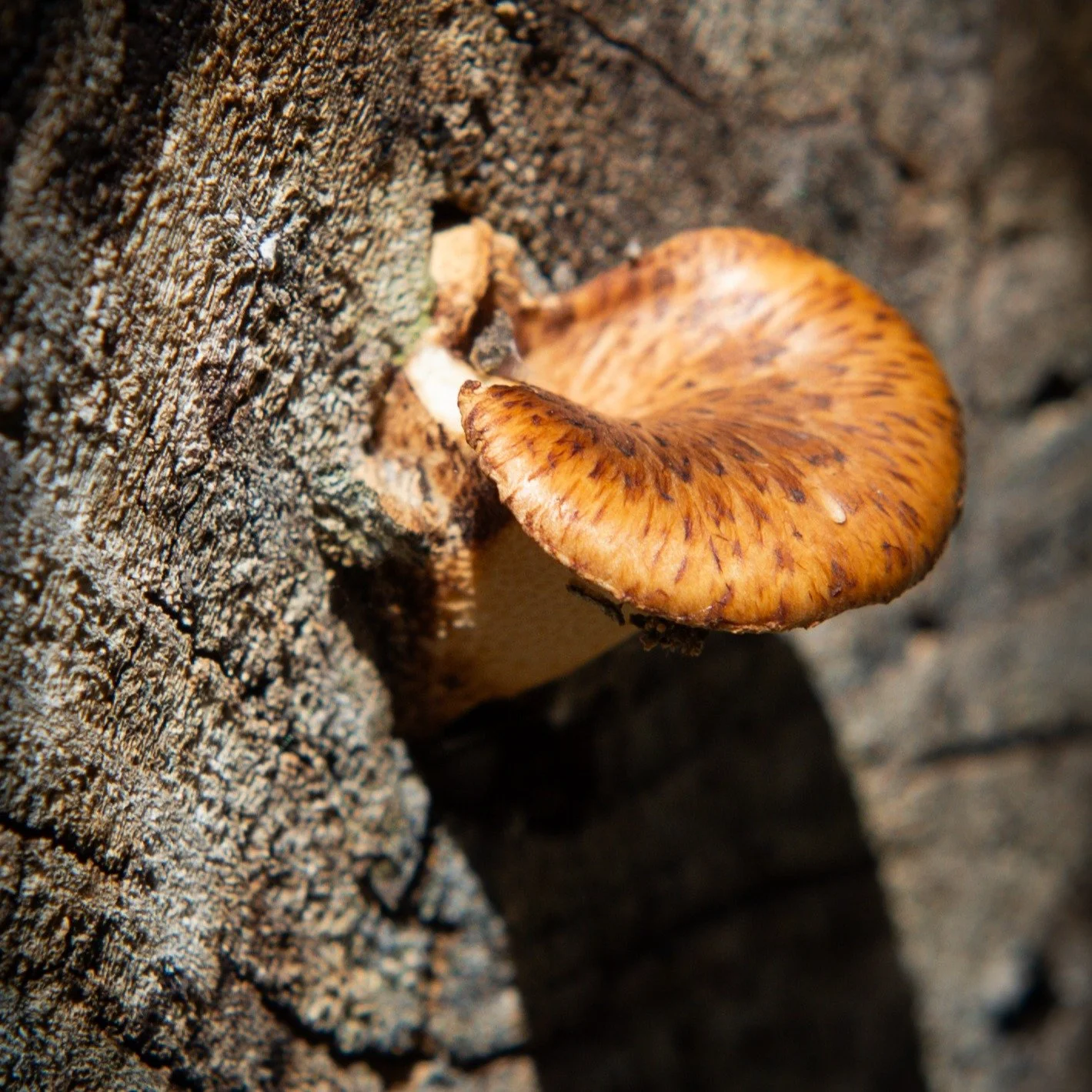 2/3 Spring Open Group Mushroom Hunt

#Opengrouphunt #Spring2025 #wildmushroom #outdooreducation