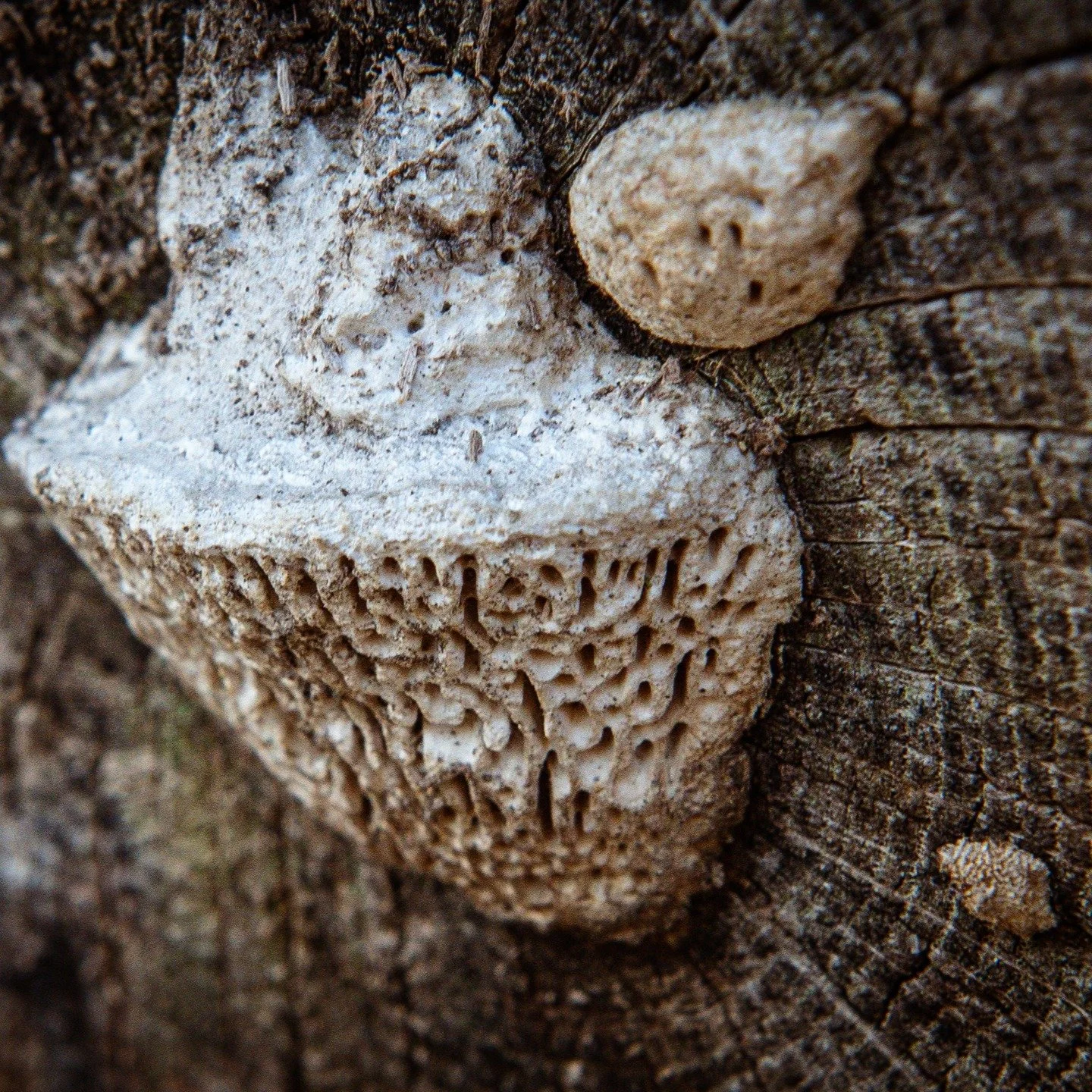 3/3 Spring Open Group Mushroom Hunt

#Opengrouphunt #Spring2025 #wildmushroom #outdooreducation