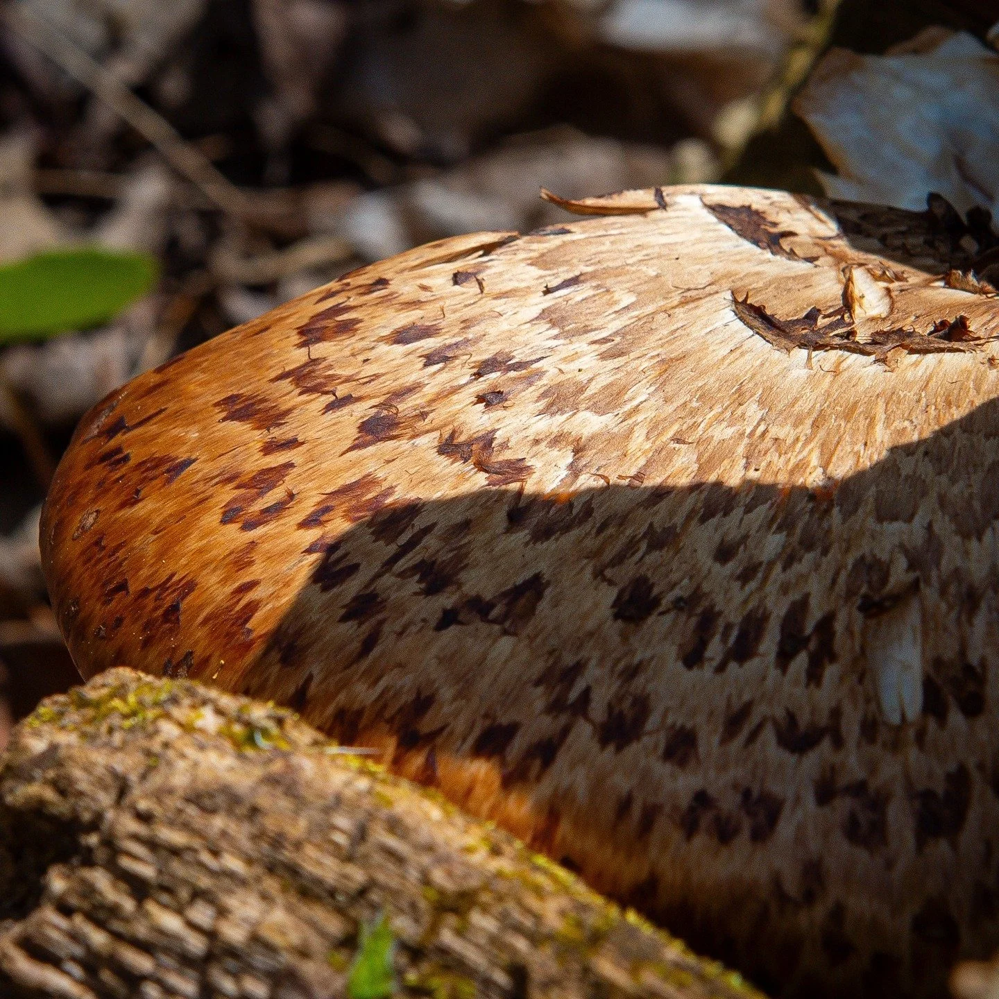1/3 Spring Open Group Mushroom Hunt

#Opengrouphunt #Spring2025 #wildmushroom #outdooreducation