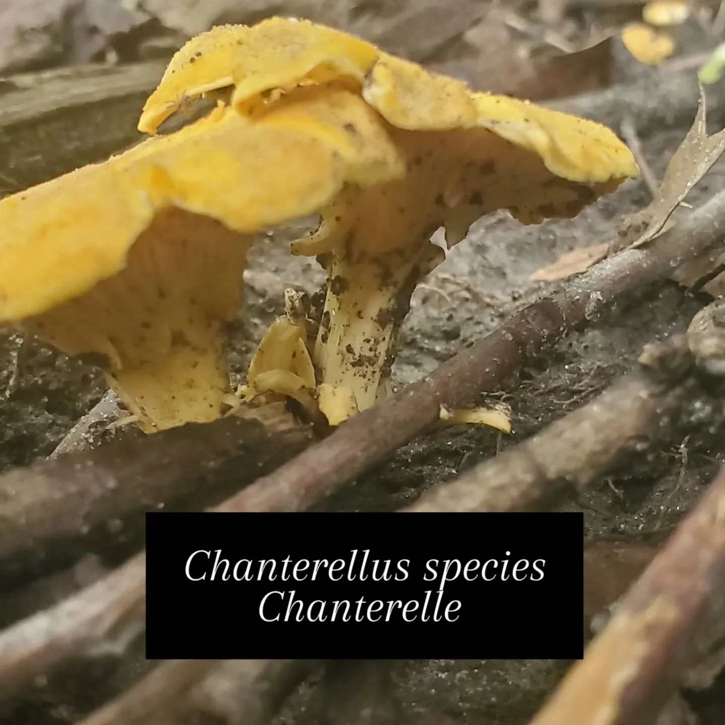 Look at all the treasures of summer promised by rain. Get out there to explore! Summer is a great time to start learning about wild fungi and wild food. If you'd like some assistance in starting or continuing your mushroom journey, book a guided hunt