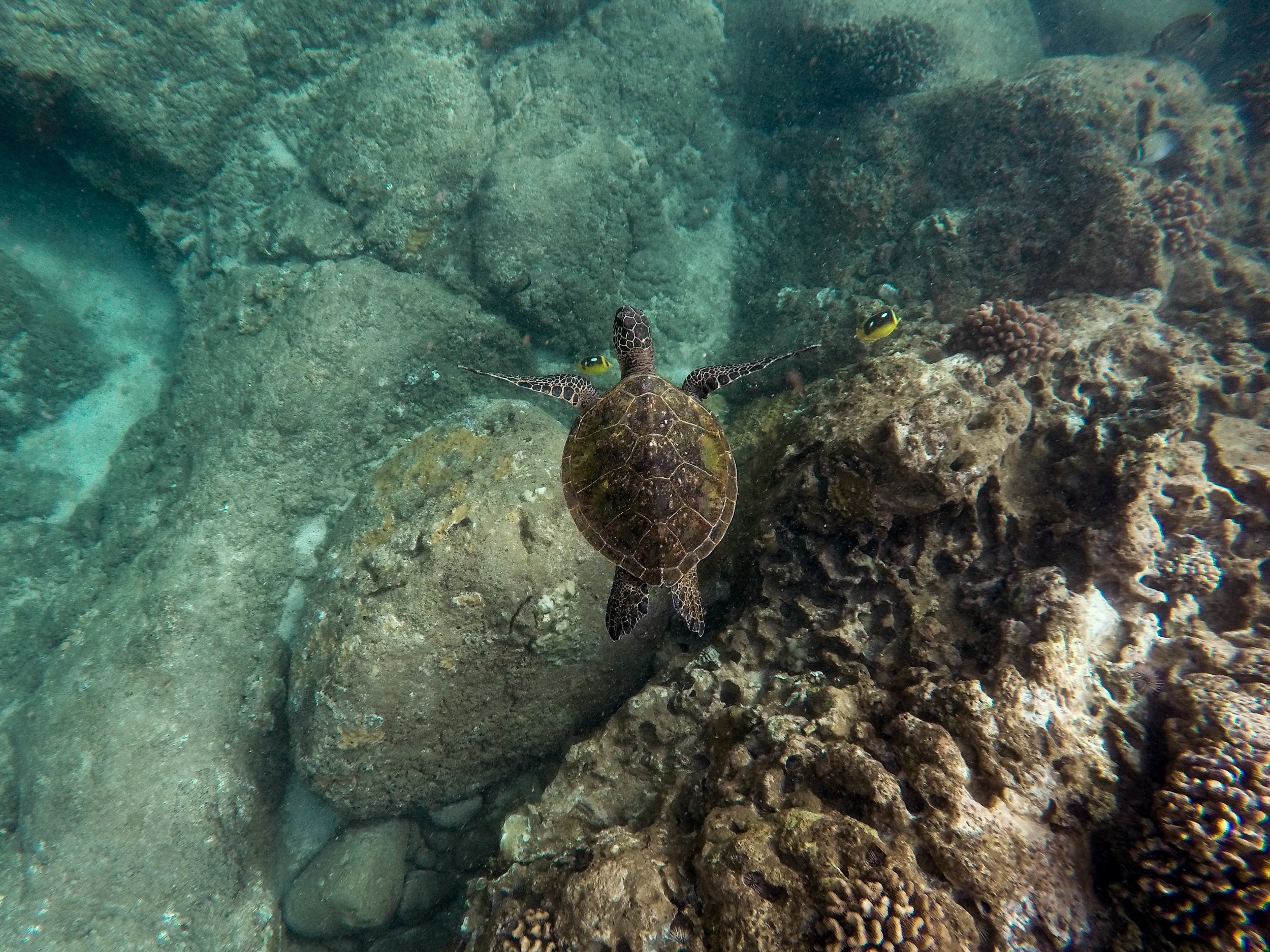 snorkel-tours-maui-hawaiian-sea-turtle