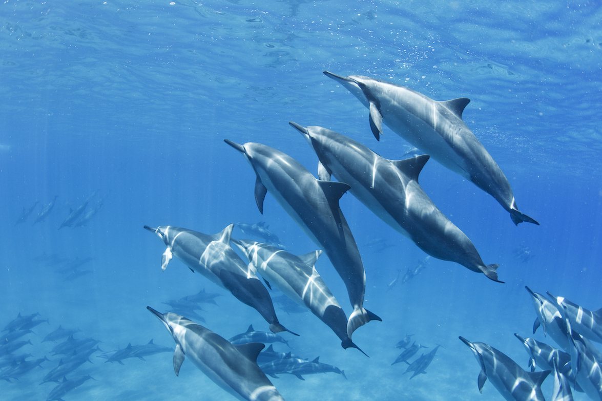 dolphins-swimming-maui-beach-tour.jpg