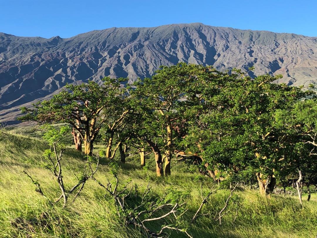 Nice day on a Hana tour.