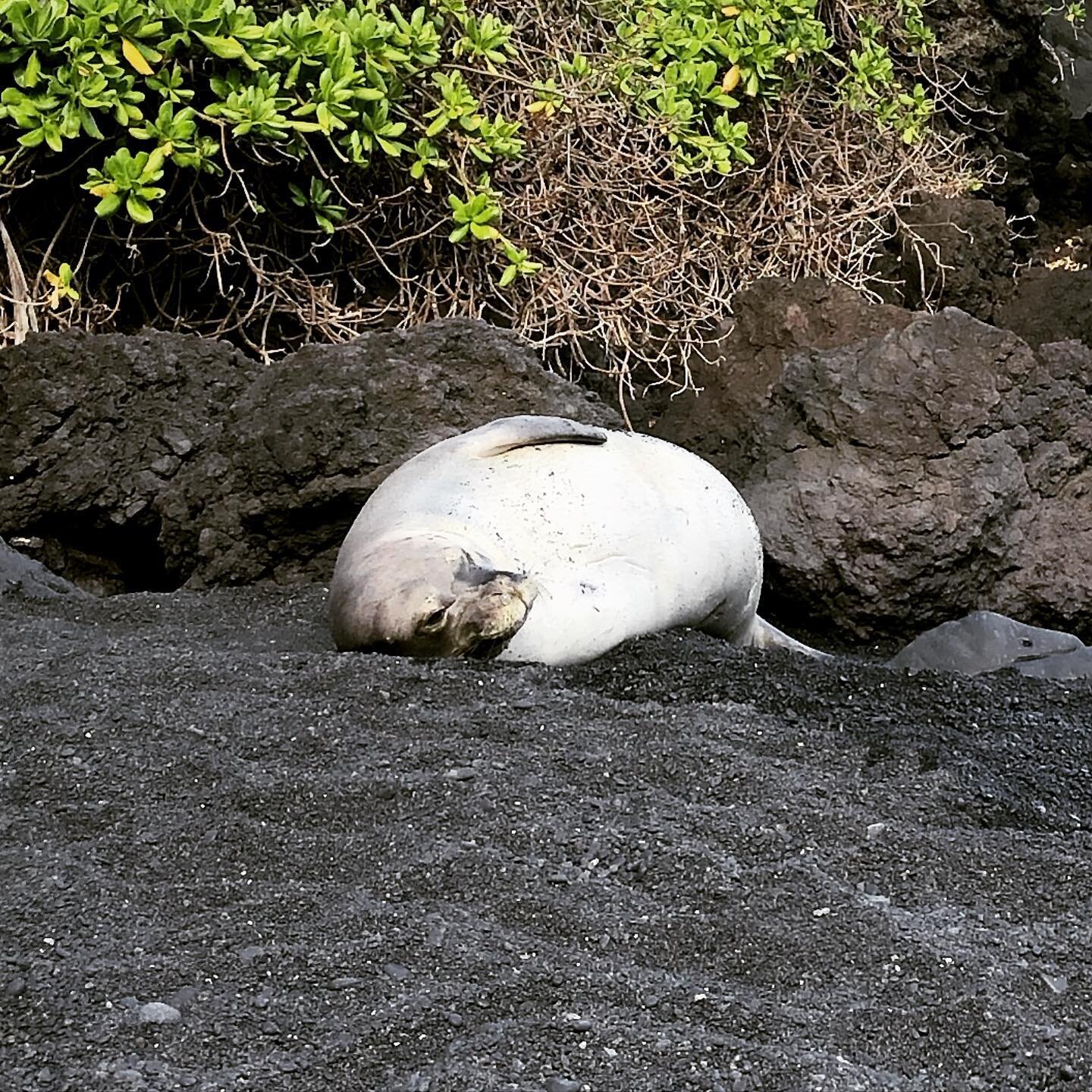 A happy monk seal on the road to Hana.