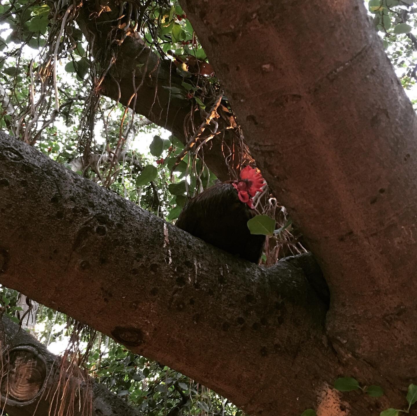 Chicken in the tree at the Lahaina town banyan. What a relaxing island.