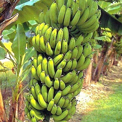 banana-trees-banana-plants-sale-426.jpg