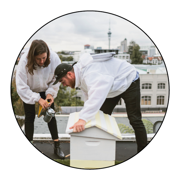 bees-hive-beehive-new zealand-auckland-honey-beekeeping-urban beekeeping-save the bees