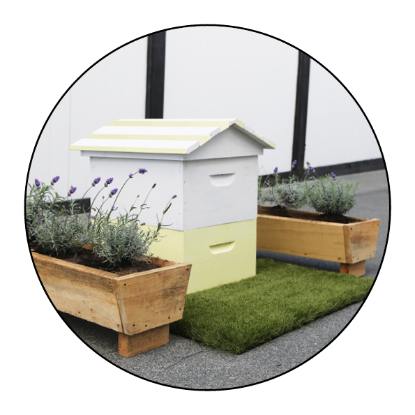 bees-hive-beehive-new zealand-auckland-honey-beekeeping-urban beekeeping-save the bees