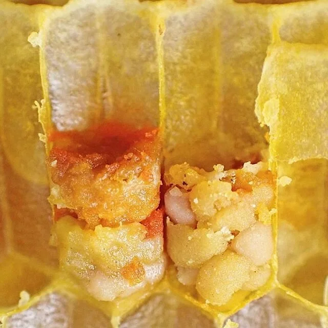This is bee bread 🥖 It&rsquo;s the most important food for the growth of baby bees (similar to mothers milk). Worker bees collect pollen from flowers and carry it back to the hive on their back legs, then knock the pollen pellets into a cell and go back out to collect more. Young female bees have the job of mixing in layers of nectar, honey and secretions turning it into bee bread. Once the cell is full, it is covered in honey so it ferments and grows good bacteria, increasing its fatty acids ready to fatten up the baby bees! 🌼🌼🌼🌼 You can help the bees by planting more pollen producing flowers in your garden! 📷 @girlnextdoorhoney