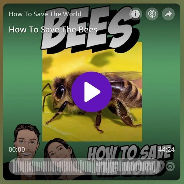 We chatted to @littleempirepodcasts about how to save the bees. Tune in and learn some ways that you can help at home👆 Link in bio