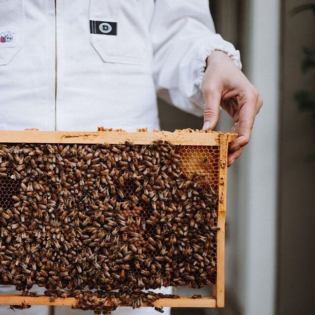 Queen spotting! This is quite a hard one because you can only see the Queenies butt! Comment with a 🐝 if you can spot her! 📸 @joelmcdowell