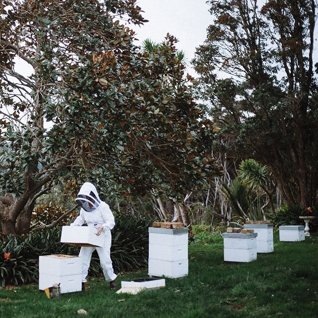 The babes at The Bethells Beach Bee Sanctuary are looking good! We've had a very mild Winter in Auckland and no cold snaps. This keeps the babes happy and the bee numbers up 👏👏👏 📸 @joelmcdowell