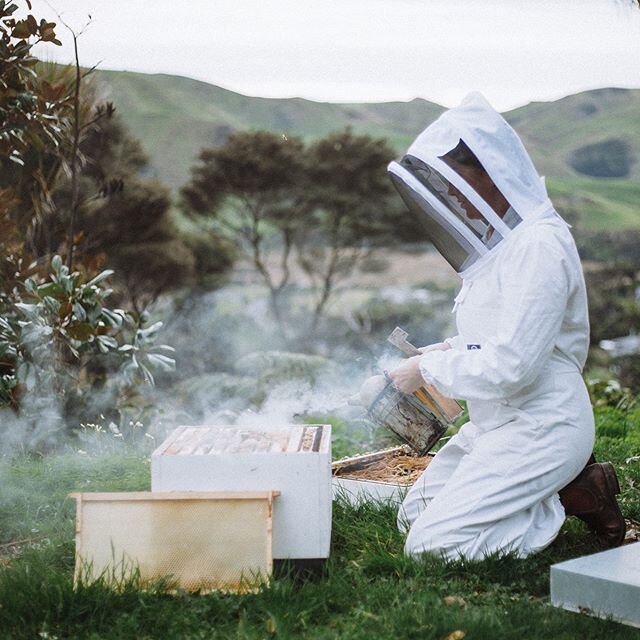 Bethells Beach Bee Sanctuary. Every day is a holiday here 🐝 📸 @joelmcdowell