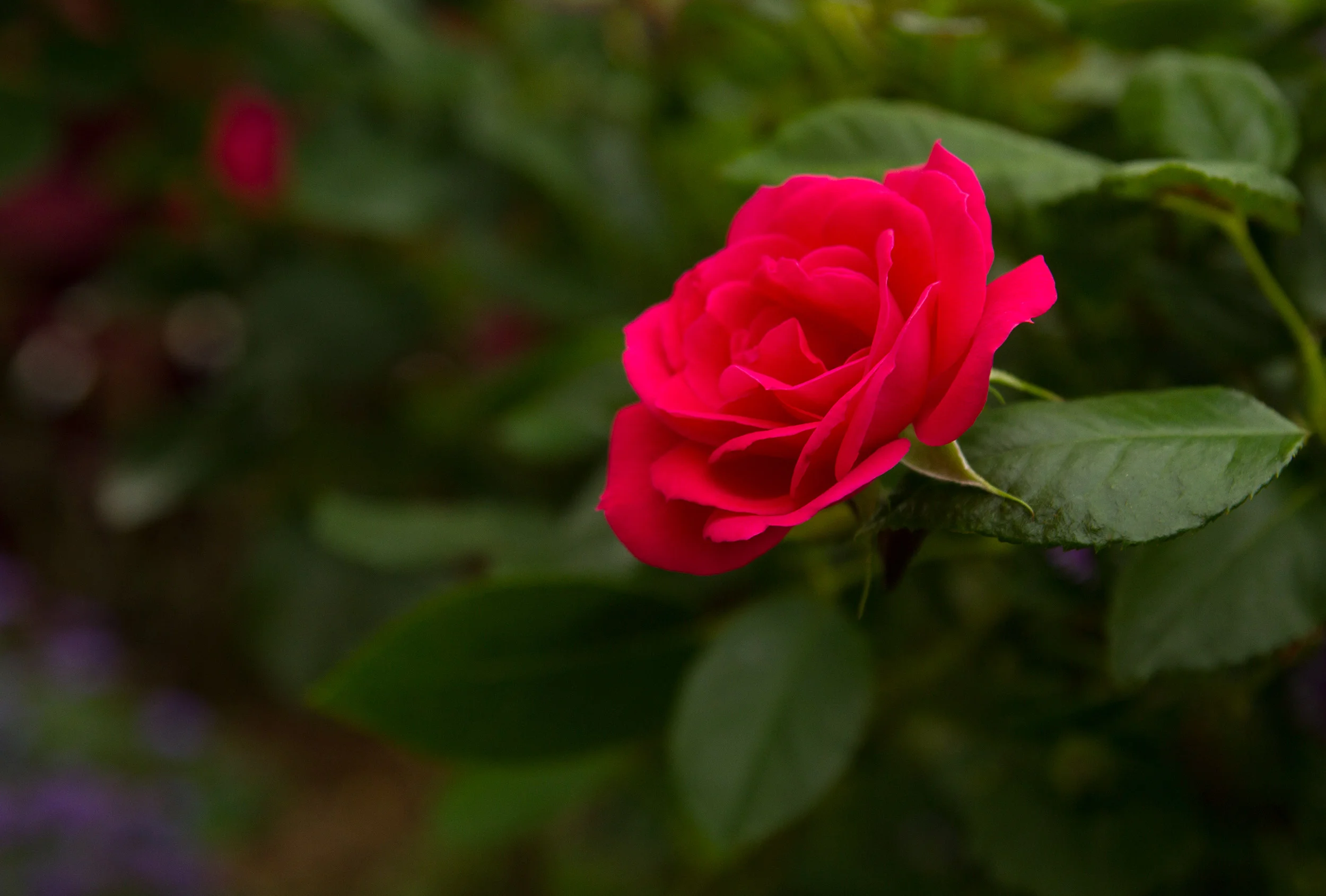 IMG_1323crop-2500.jpg