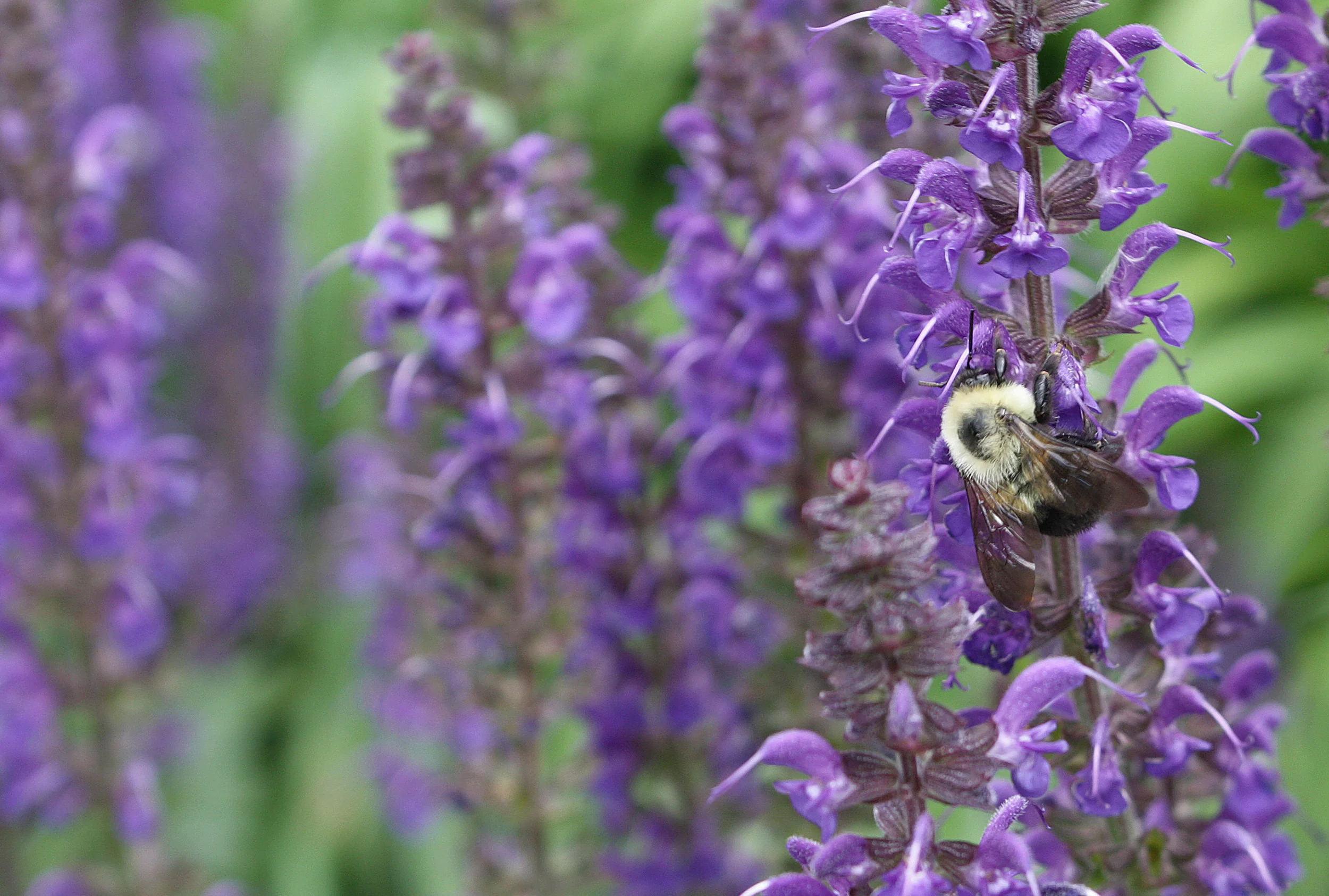 bumble-bee-crop2-IMG_7710-2500.jpg