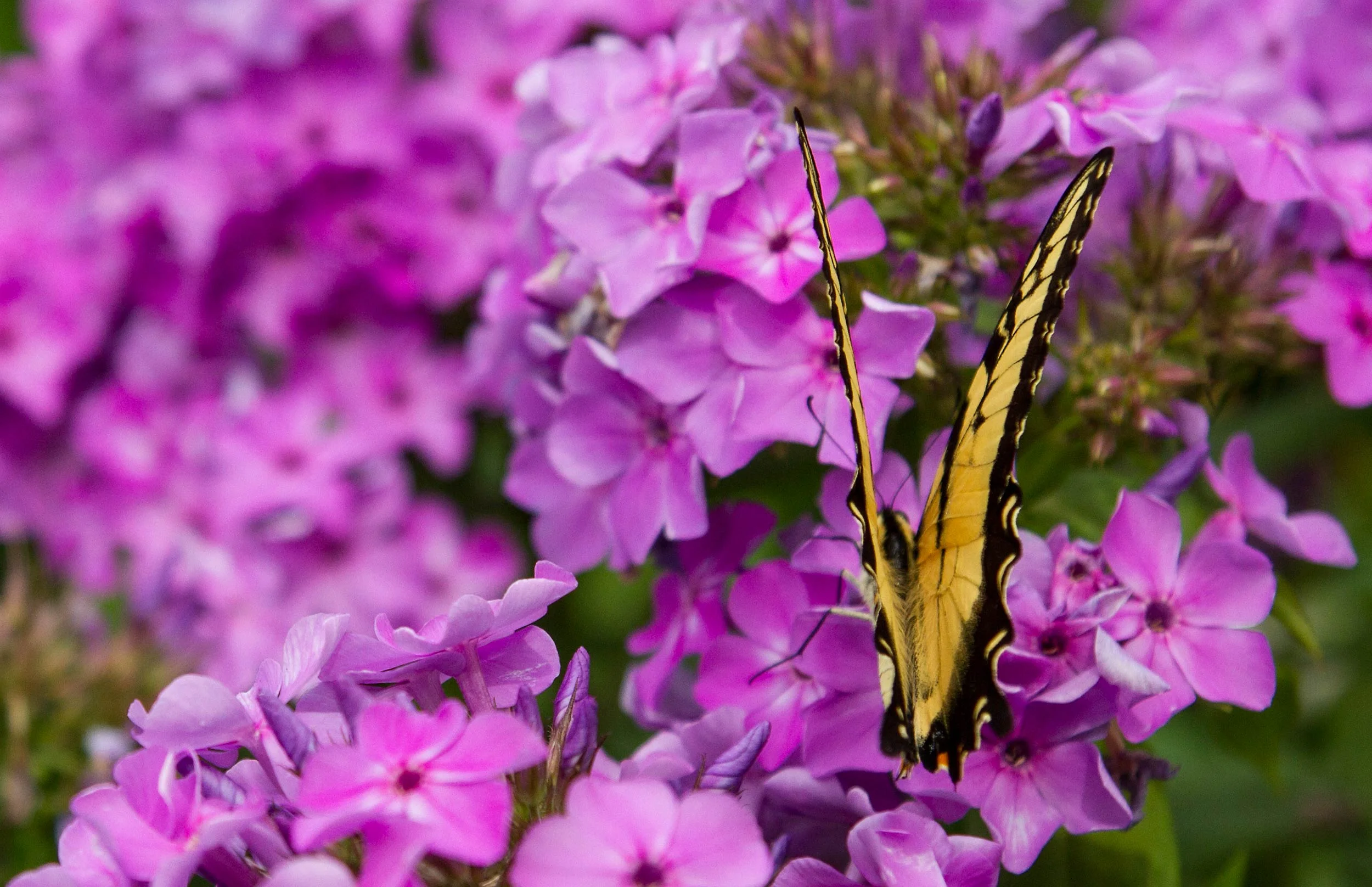  Swallowtail butterfly and phlox. 