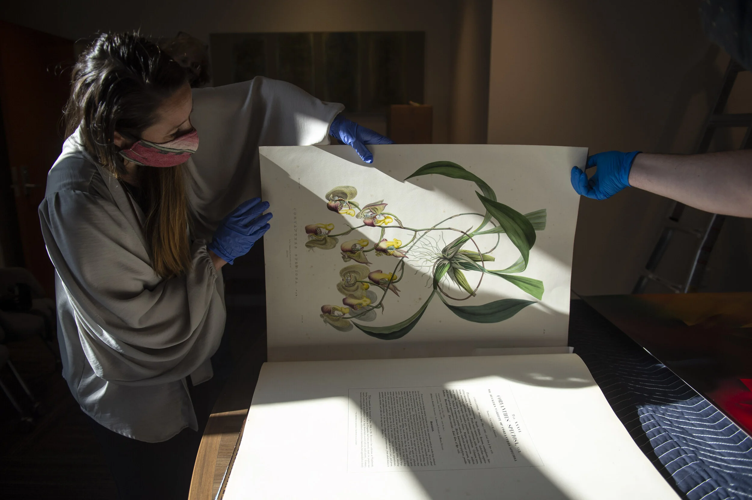  Barry Art Museum Interim Director Charlotte Potter Kasic and Manager of Collections and Exhibitions Christopher Norton open for the first time James Bateman's "The Orchidaceae of Mexico &amp; Guatemala" book after it arrived ahead of the new orchid 