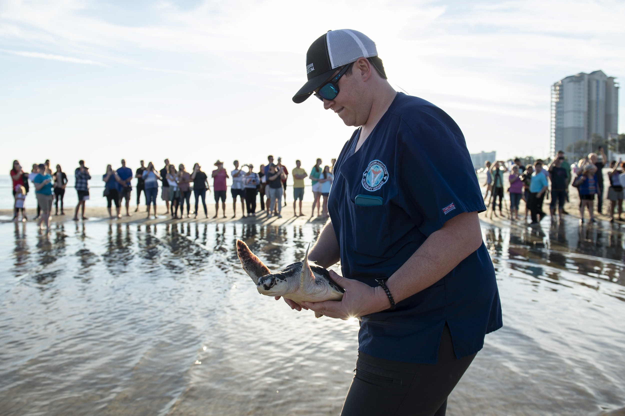  Workers from the Mississippi Aquarium carry Kemp’s Ridley sea turtles into the water to release them back into the wild at Biloxi Beach in Biloxi on Friday, March 4, 2022. The sea turtles were flown to Biloxi in late 2021 to be rehabilitated after t
