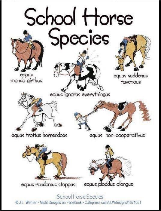 Yes, I believe we have had all of these at one time or another!