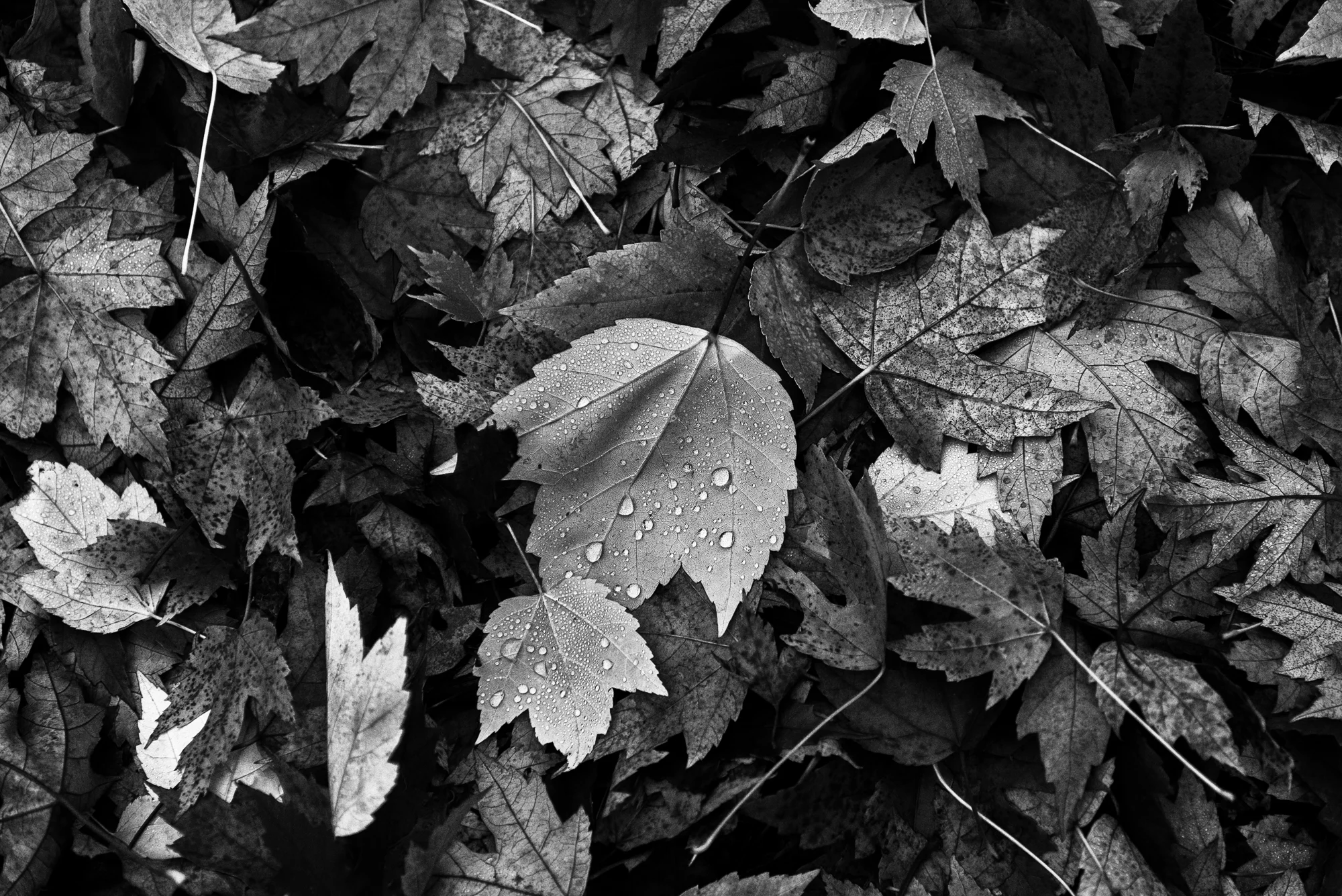 _DSC5649-Edit-Edit.jpg