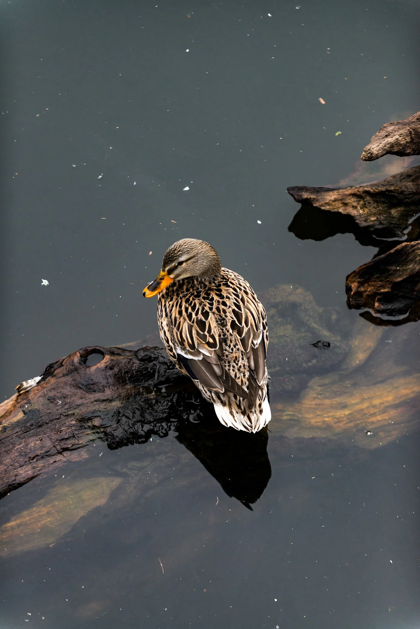 Birds_2017-3.jpg