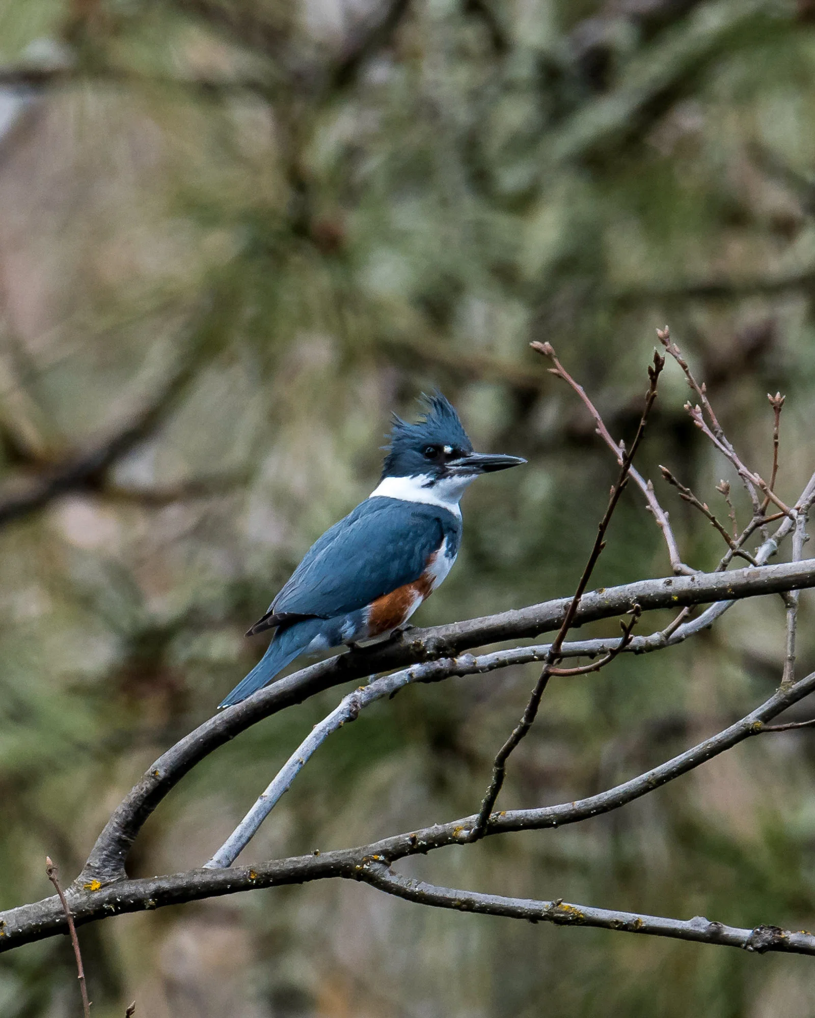 Birds_2017-7.jpg