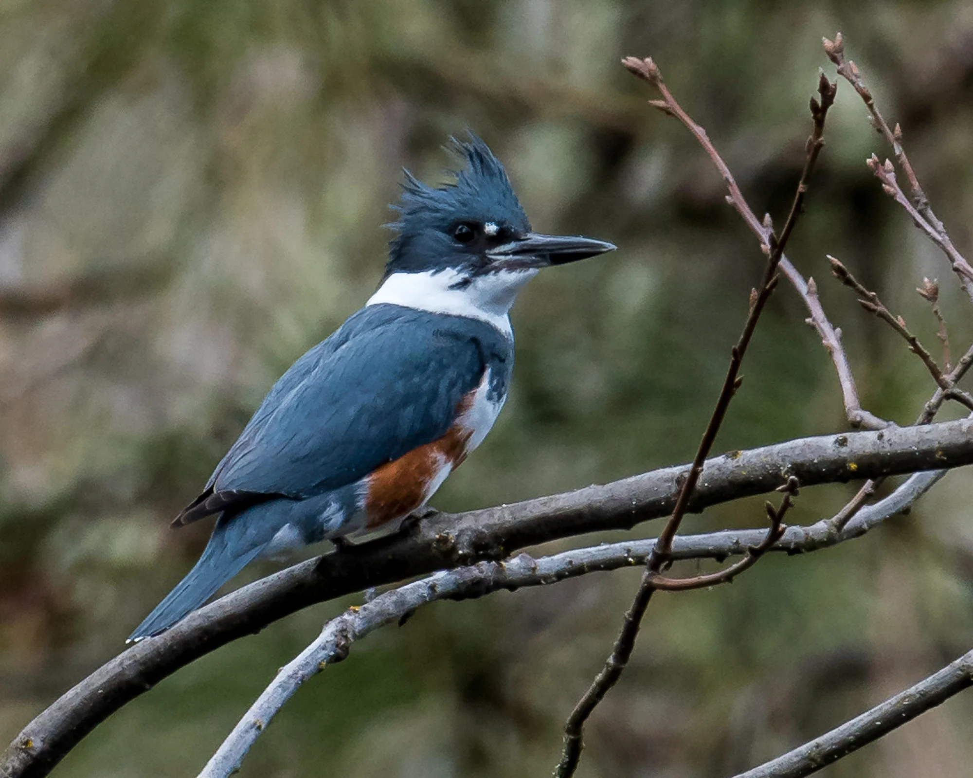 Birds_2017-8.jpg