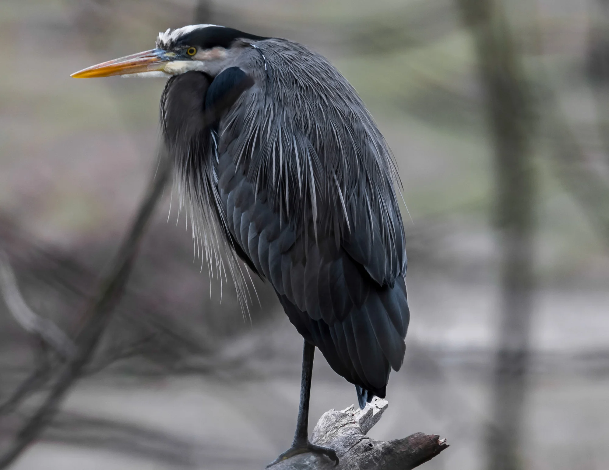 Birds_2017-15.jpg