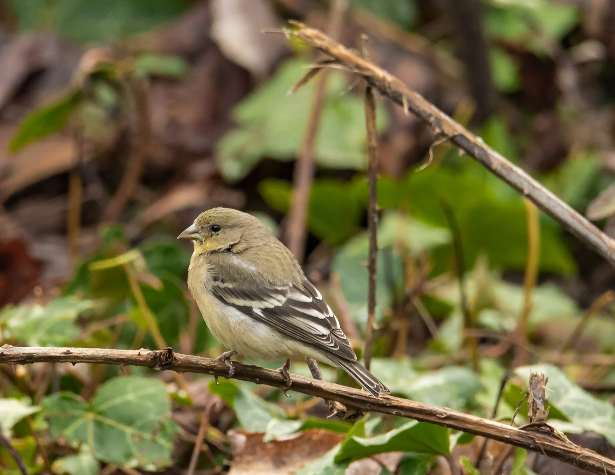 Birds_2017-20.jpg