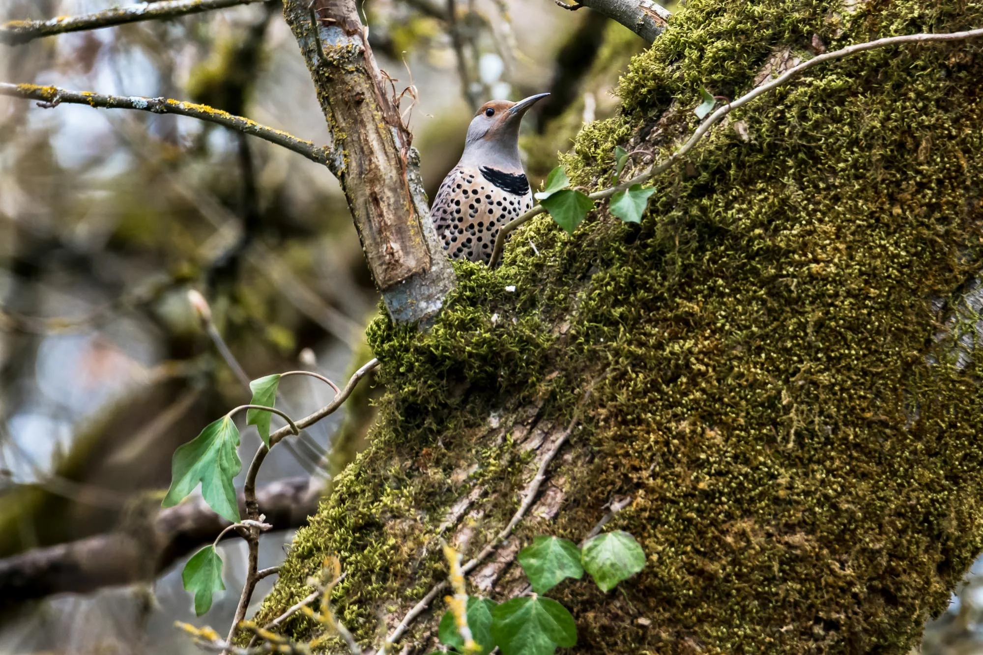 Birds_2017-28.jpg