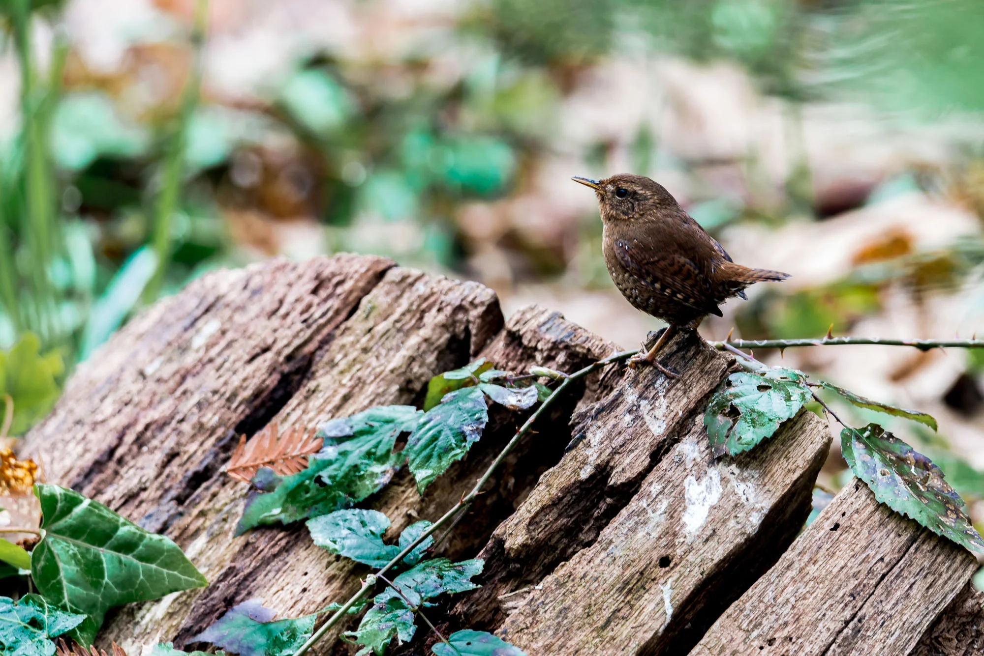 Birds_2017-29.jpg
