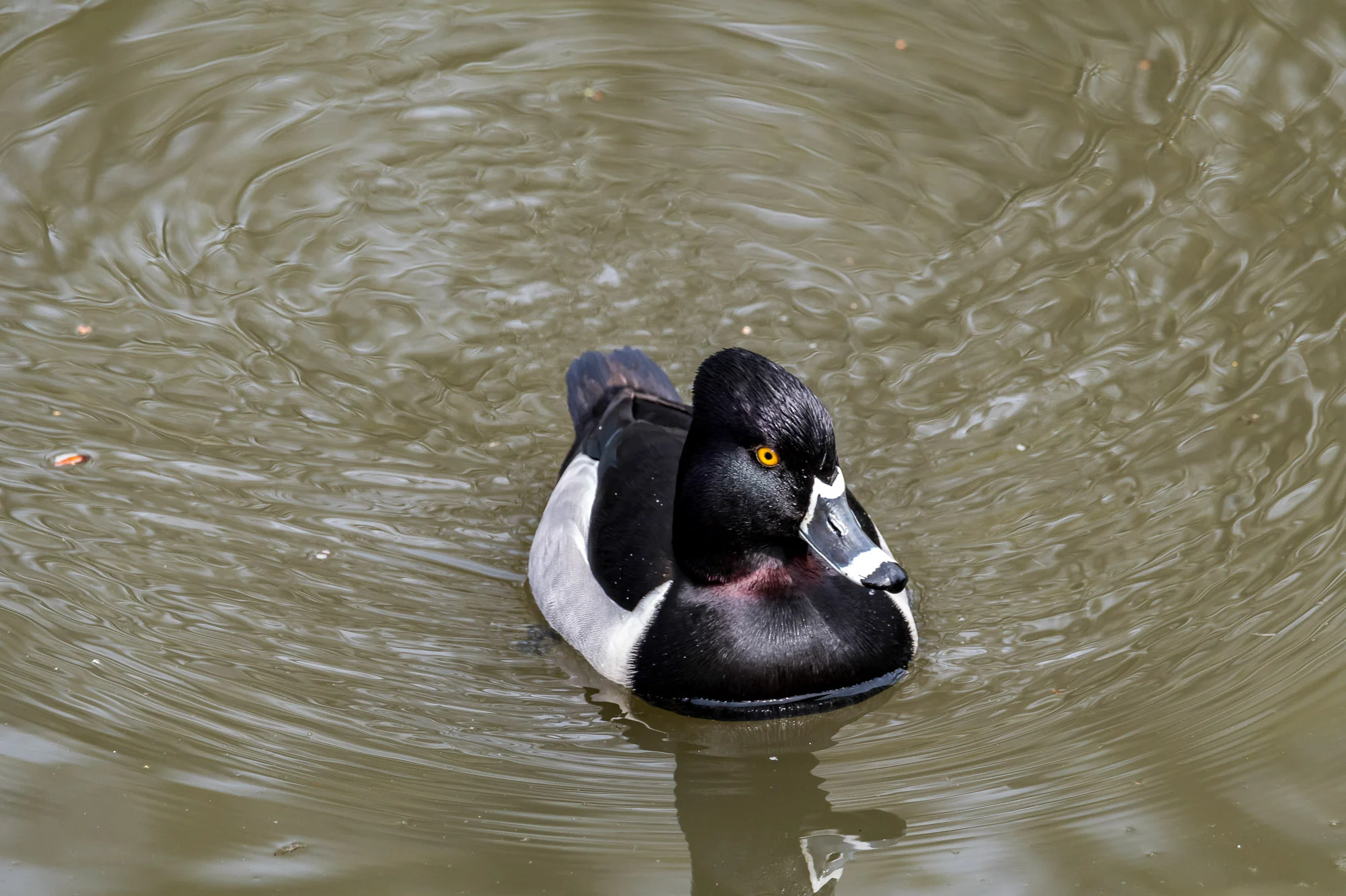 Birds_2017-34.jpg