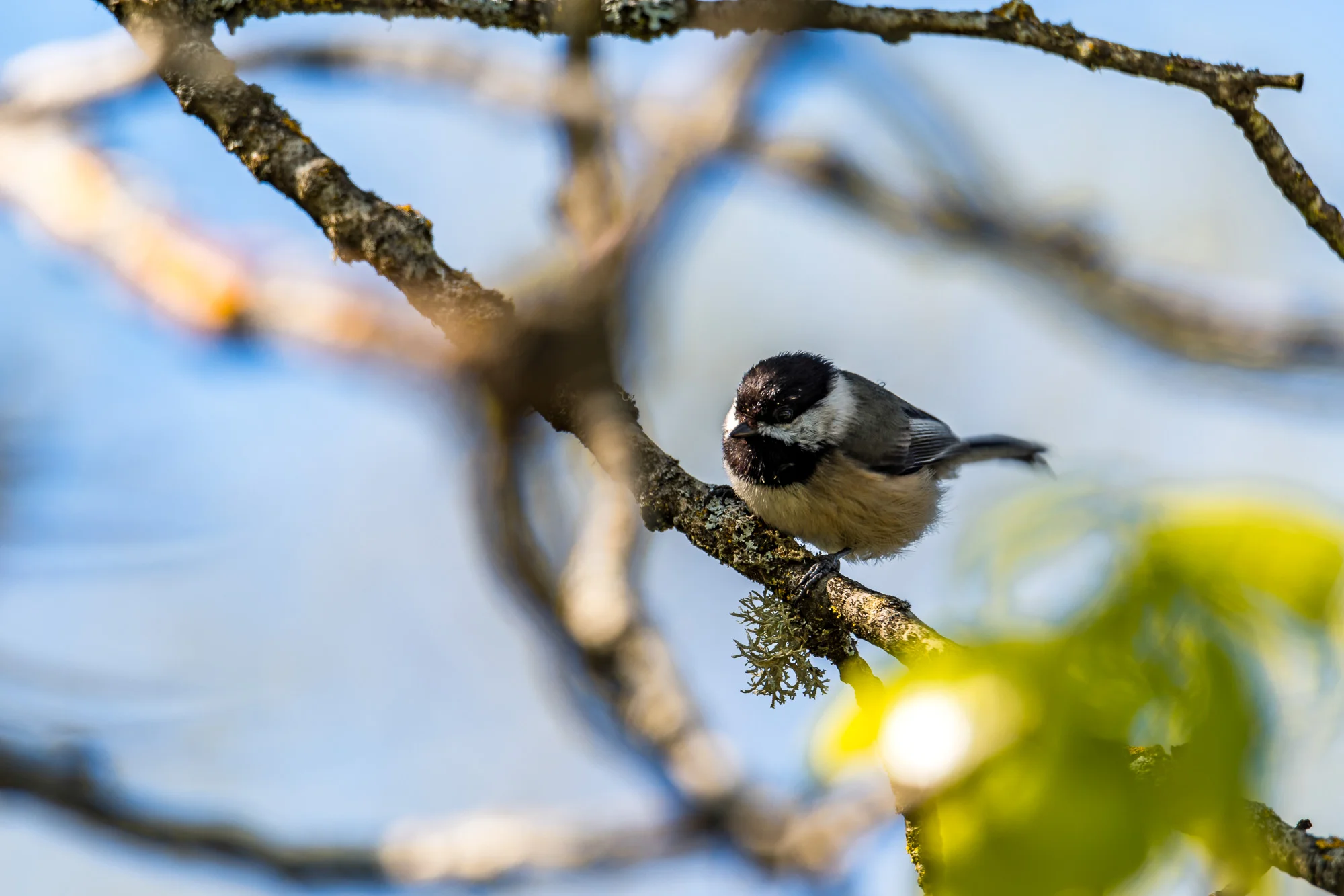 Birds_2017-36.jpg