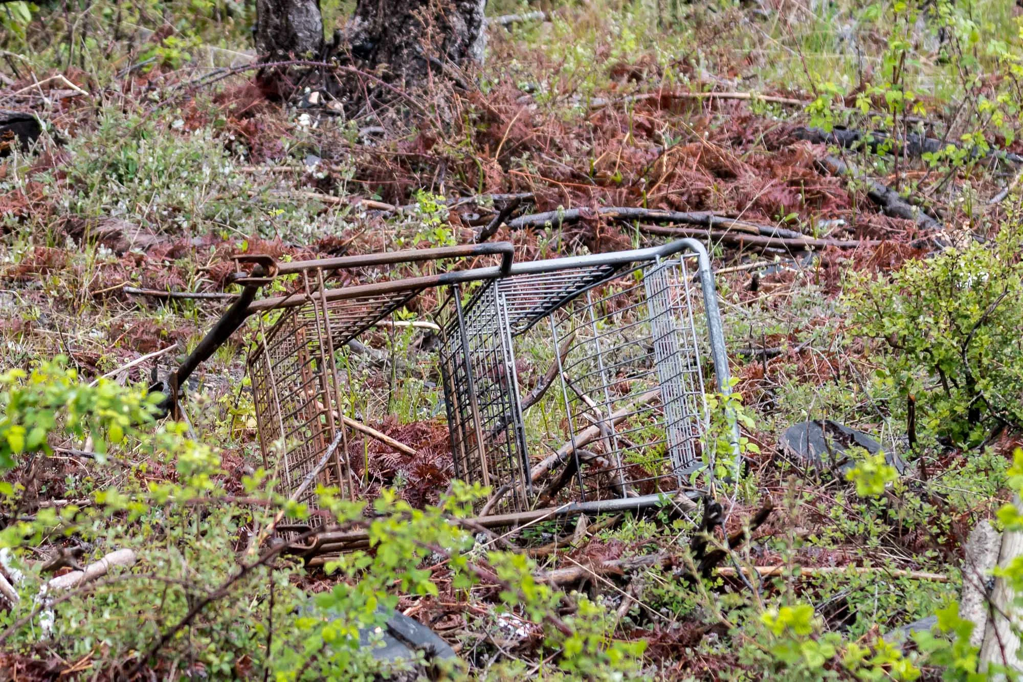 Spencer Creek 02.jpg